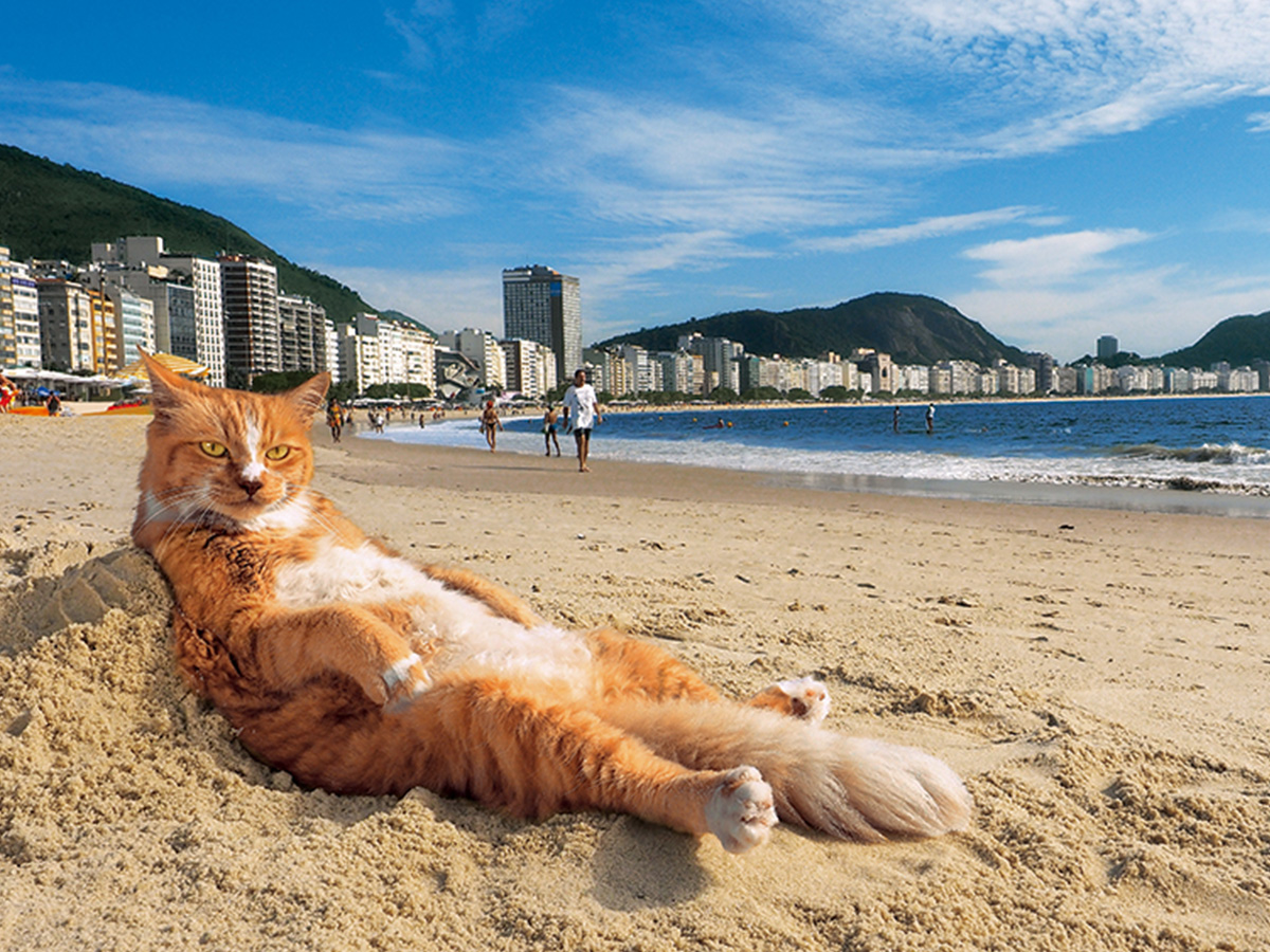 写真展 岩合光昭の世界ネコ歩き2