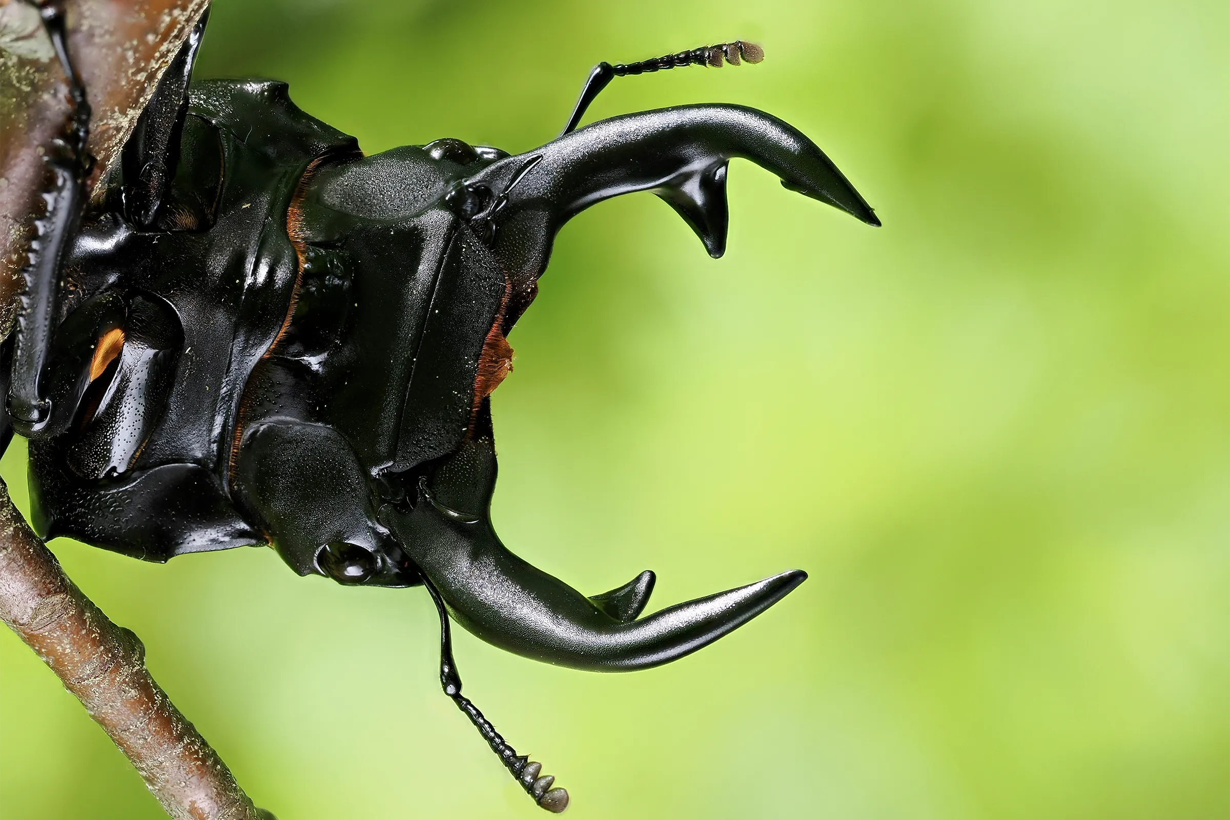 海野和男 昆虫写真展 ふしぎ昆虫ビッグワールド